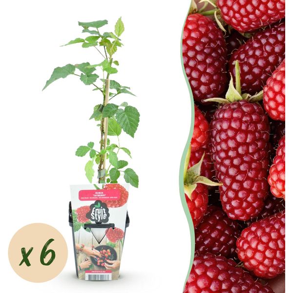 Tayberry Rubus Tayberry Resistente Al Freddo 6 Piante Ø9Cm Altezza 30Cm – Incrocio Tra Lampone E Mora – Pianta Da Frutto Produttiva Per Giardino E Balcone-image