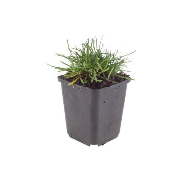 Armeria Maritima ‘Splendens’ – 6 Piante – 10-25 Cm – Ø 9 Cm – Pianta Perenne Resistente Al Freddo Con Fiori Rosa – Ideale Per Giardini Rocciosi, Aiuole E Bordure Soleggiate-image