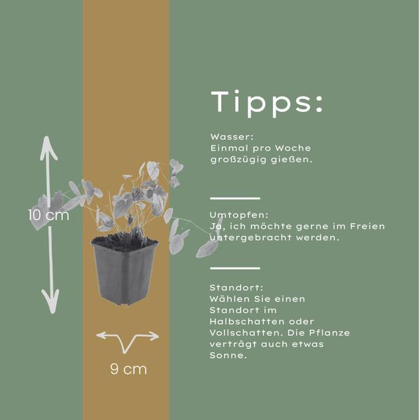 Fiore Degli Elfi Epimedium × Youngianum ‘Niveum’ – 12 Piante – 10-25 Cm – Ø 9 Cm – Piante Perenni Da Ombra Bianche – Coprisuolo Resistente Al Freddo Per Giardini E Margini Boschivi-image