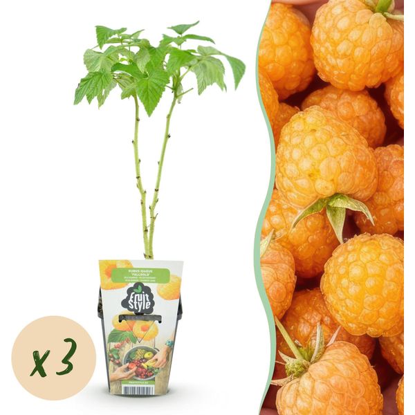 Lampone Rubus Idaeus Fallgold Resistente Al Freddo 3 Piante Ø9Cm Altezza 30Cm – Lampone Giallo Per Giardino, Aiuola, Balcone E Terrazza – Dolce E Aromatico-image