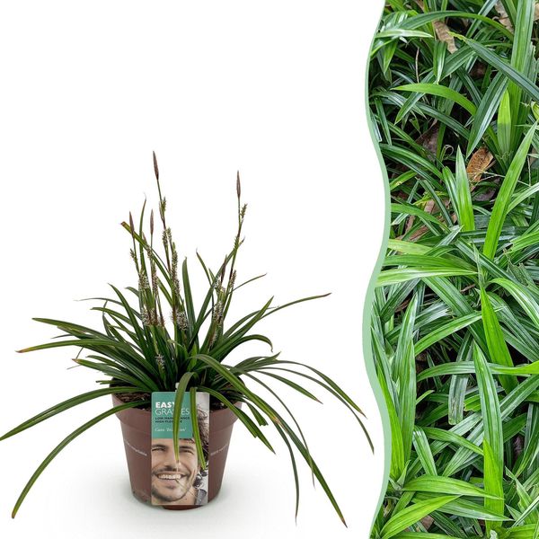 Erba Ornamentale Carex Morrowii Irish Green – Sempreverde E Resistente Al Freddo – Erba Ornamentale Di Colore Verde Brillante – Altezza Circa 50 Cm – 17 Cm – Per Aiuole, Vasi E Terrazze-image