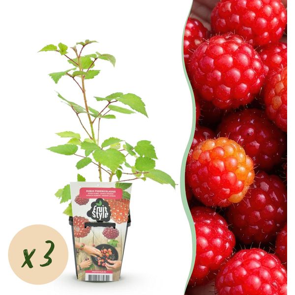 Bacca Giapponese Rubus Phoenicolasius Resistente Al Freddo 3 Piante Ø9Cm Altezza30Cm – Bacche Rosse – Pianta Da Frutto Esotica Per Giardino E Balcone-image