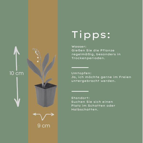 Mughetto Convallaria Majalis – 60 Piante – 10-25 Cm – Ø 9 Cm – Pianta Perenne Profumata Da Ombra Con Fiori Bianchi – Coprisuolo Resistente All'inverno Per Giardini E Margini Boschivi-image