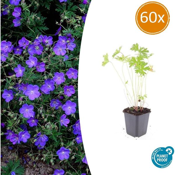 Geranio 'Johnson's Blue' – ↕10-25 Cm – Ø9 Cm – 60 Piante – Pianta Perenne Resistente Al Freddo E Tappezzante – Fiori Blu-image