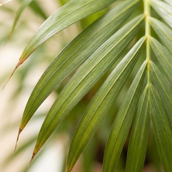Palma Dorata Dypsis Lutescens Areca Pianta Da Appartamento 90-100 Cm Ø21 Cm Pianta Verde Di Facile Manutenzione Per Soggiorno, Ufficio E Giardino D'inverno-image
