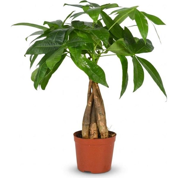 Castagno Della Fortuna Pachira Aquatica Pianta Da Appartamento Albero Dei Soldi – 40–50 Cm – Pianta Da Appartamento Di Facile Manutenzione In Vaso Da 12 Cm – Pianta Verde Tropicale Per Soggiorno, Ufficio E Davanzale-image