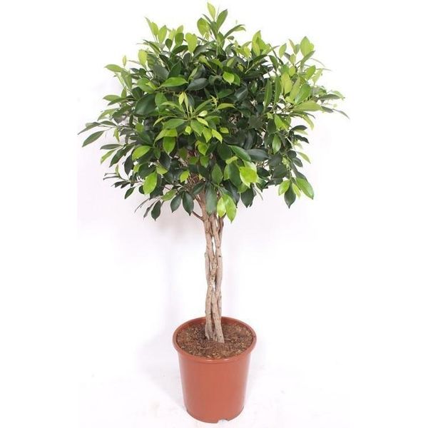 Ficus Nitida Con Tronco Intrecciato – Fico Cinese – Altezza Circa 120 Cm Pianta Da Appartamento – Pianta Ornamentale Sempreverde Per Soggiorno, Ufficio E Giardino D'inverno – Facile Da Curare E Decorativa-image