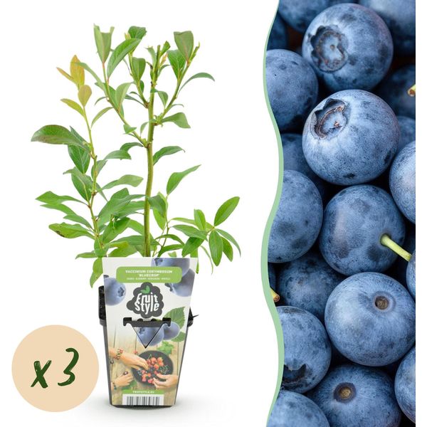 Mirtillo Vaccinium Corymbosum Bluecrop Resistente Al Freddo 3 Piante Ø9Cm Altezza 30Cm – Mirtillo Ad Alto Rendimento Per Giardino, Balcone E Terrazza-image