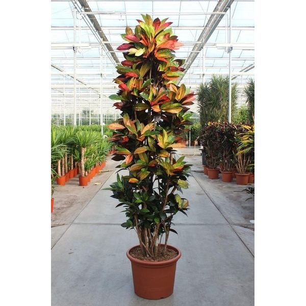 Codiaeum Iceton – Pianta Da Appartamento Croton 230 Cm – Pianta Verde Xxl Con Foglie Colorate – Pianta Tropicale Di Grandi Dimensioni Per Soggiorno, Ufficio E Giardino D'inverno-image