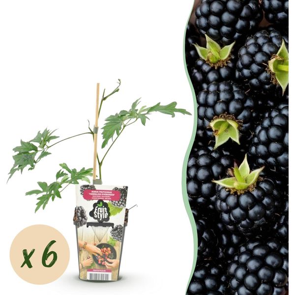 More Sempreverdi Rubus Thornless Evergreen Resistenti Al Freddo 6 Piante Altezza 30 Cm Ø9 Cm – More Nere Senza Spine Per Giardino, Aiuola, Balcone E Terrazza-image