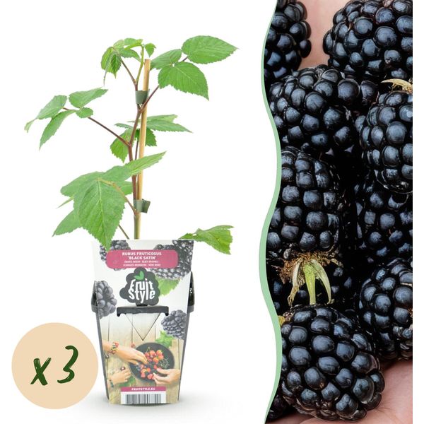 Mora Rubus Fruticosus Black Satin Resistente All'inverno 3 Piante Ø9Cm Altezza 30Cm – Mora Nera Per Giardino, Aiuola, Balcone E Terrazza-image
