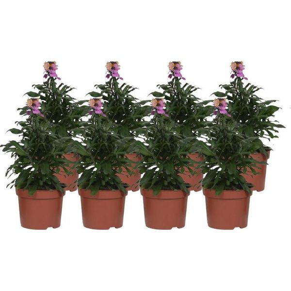 Erysimum 'Purple Glow' Pianta Di Violacciocca – 8 Piante – Ø12 Cm – Altezza Circa 30 Cm – Fioritura Viola – Profumata – Pianta Da Balcone E Da Giardino-image