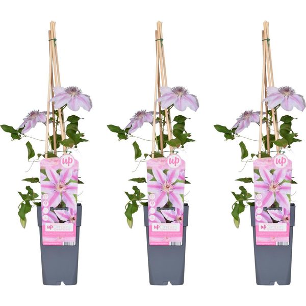 Clematis Nelly Moser - 3 Piante - Rampicante A Fiore Doppio Con Fiori Bianchi - Vaso Da 15 Cm - Altezza Circa 65 Cm - Fioritura Maggio-Giugno E Luglio-Settembre - Perfetto Per Giardino, Pergola E Recinzione-image