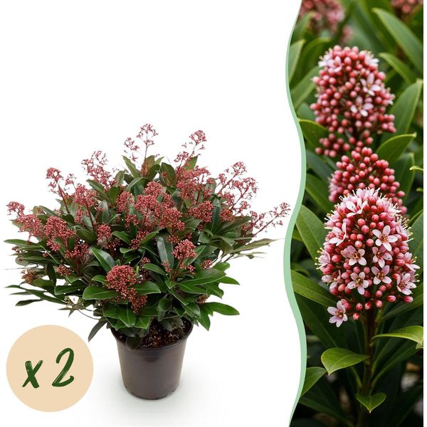 Skimmia Japonica Rubella – 2 Piante 19 Cm Di Altezza Circa 60 Cm – Fioritura Rossa – 40+ Boccioli – Resistente Al Freddo E Sempreverde – Ideale Per Aiuole, Balconi E Terrazze-image