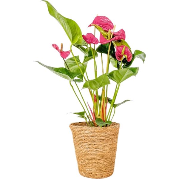 Anturio - Anthurium 'Maine Pink' - Incluso Cestino - Altezza 55-70Cm - ø17Cm-image