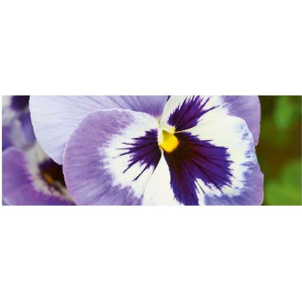 Cartoncino Artebene Pansy-21X8 Cm-image