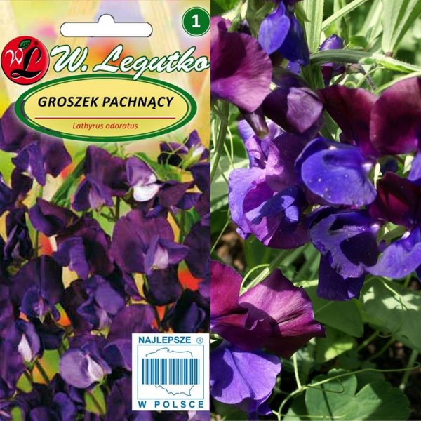 Semi Di Pisello Odoroso Viola Ciliegia, 3 G-image