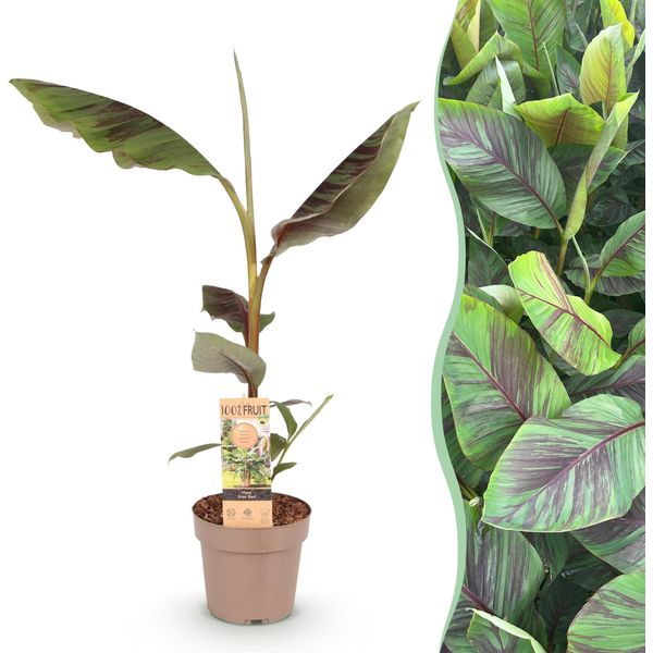 Banano Giapponese In Fibra Musa Ever Red - Pianta Da Frutto - Resistente - Ø21 Cm - Altezza Circa 90 Cm - Steli Rossi E Foglie Verdi - Stile Tropicale Per Giardino E Balcone-image