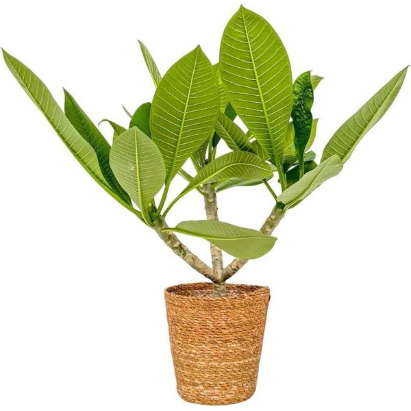 Frangipani - Plumeria Rubra 'Rosa' - Incluso Cestino - Altezza 55-70Cm - ⌀17Cm-image