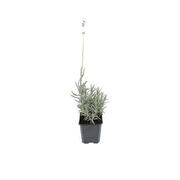 6 X Lavanda - Lavandula Angustifolia 'Dwarf Blue' | Vaso 9 Cm X 9 Cm-image