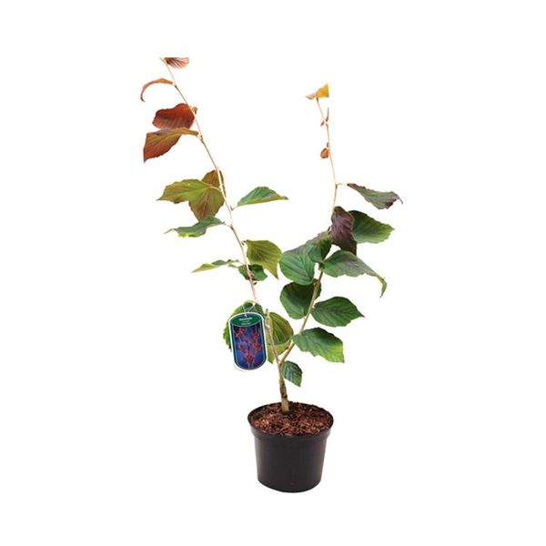 Amamelide - Hamamelis Intermedia 'Ruby Glow' | 40-60 Cm In Contenitore-image