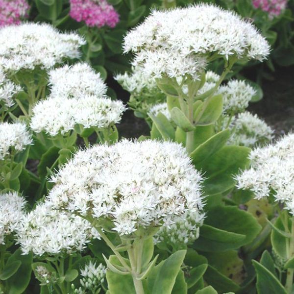 6 X Splendida Pianta Grassa - Sedum Spectabile 'Iceberg' | Vaso 9 Cm X 9 Cm-image