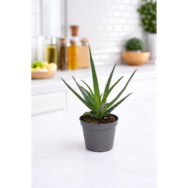 Pianta Di Aloe Vera Circa 25 Cm – Aloe Vera Autentica – Pianta Da Appartamento Di Facile Manutenzione, Vaso Incluso-image