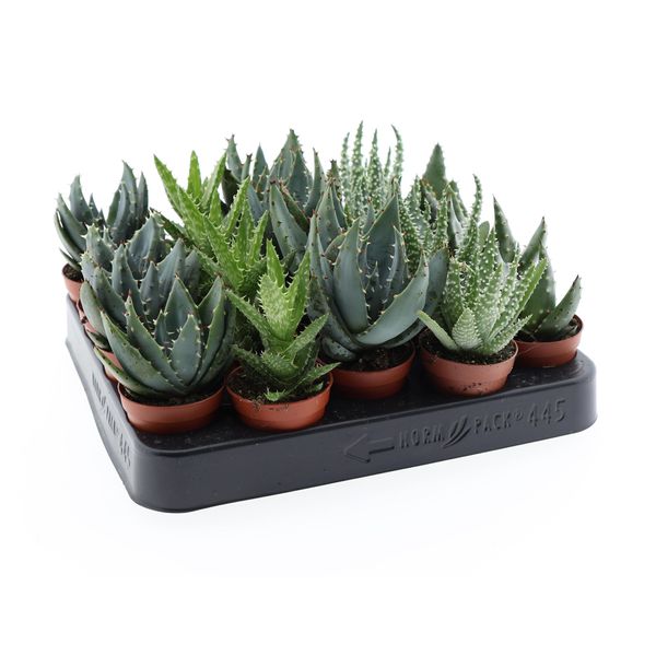 5X Aloe Vera Mix 10–12 Cm | Cactus E Piante Grasse Da Appartamento | Facili Da Curare | In Vaso-image