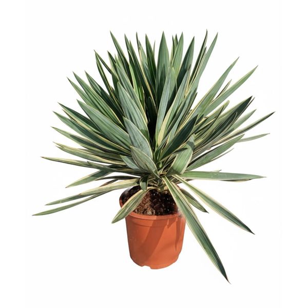 Sunny Tree - Yucca Gloriosa Variegata Palma Giglio, Resistente, Altezza 100 Cm, Vaso Da 10 Litri, Pianta Esotica Da Giardino-image