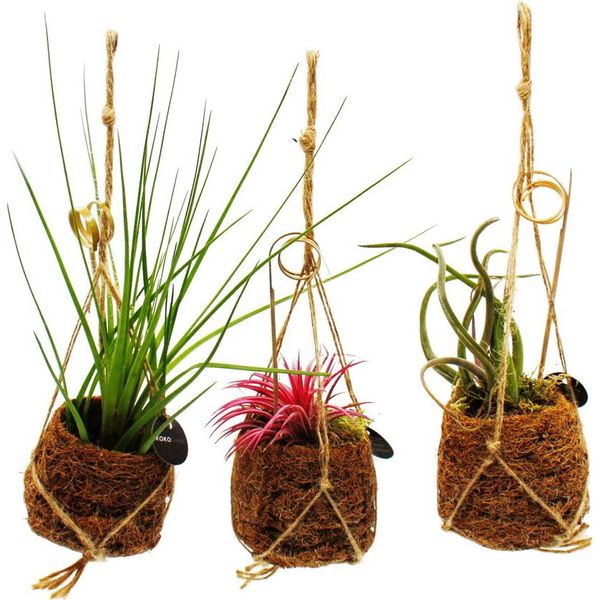 Kokodama - Set Con 3 Tillandsie Diverse In Piccoli Vasi Di Cocodama - Appesi - Garofani D'aria-image