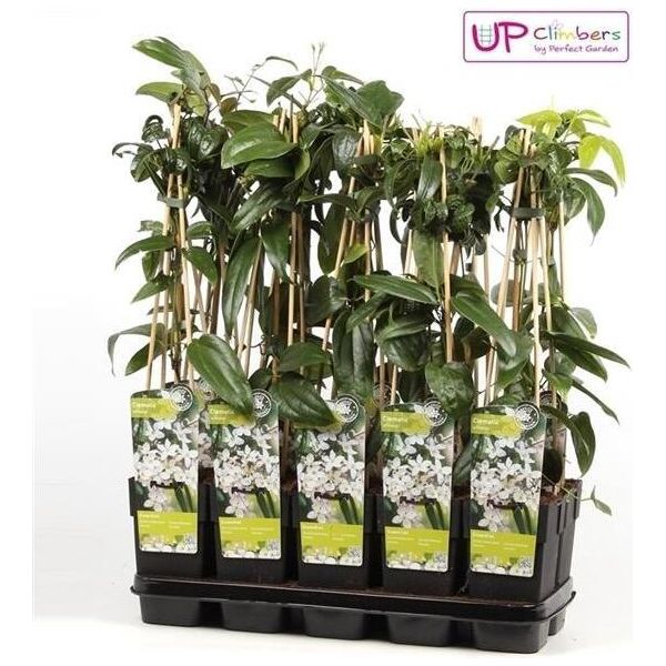 Clematis Armandii - Rampicante Sempreverde Con Fiori Bianchi Profumati - Ø15Cm, Altezza 65C-image