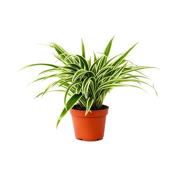 Giglio Verde Chlorophytum Laxum 30 Cm - Pianta D'appartamento Che Purifica L'aria Per Un Clima Interno Sano, Facile Da Curare E Decorativa-image