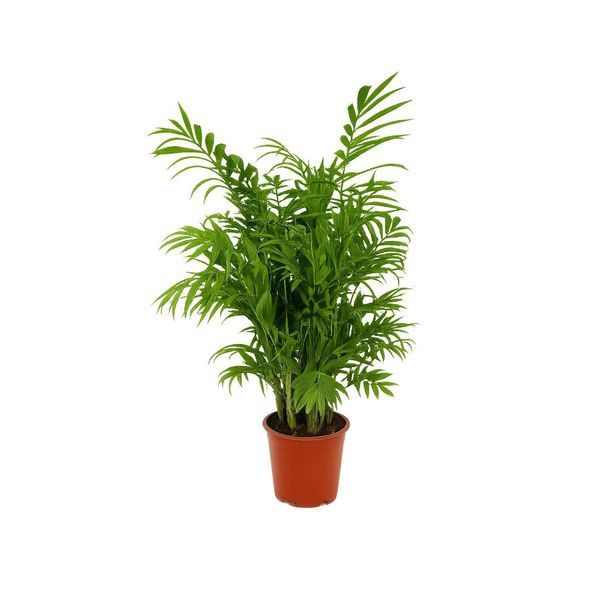 Palma Di Montagna 60 Cm Chamaedorea Elegans - Pianta D'appartamento Di Facile Manutenzione Per La Casa, Purificatrice Dell'aria E Decorativa - Ideale Per Soggiorni E Uffici-image