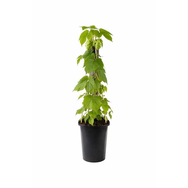 Pianta Di Luppolo Humulus Lupulus 40–60 Cm – Luppolo Vero, Pianta Rampicante Resistente All'inverno, A Crescita Rapida, Perenne-image