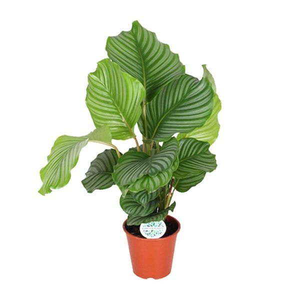 Meergroothandel Calathea Orbifolia - 60 Cm, Ø 17 Cm-image
