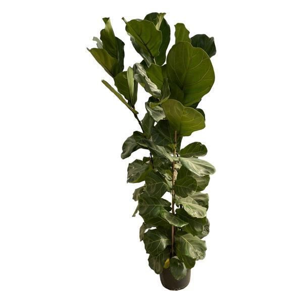Ficus Lyrata Struik - 180 Cm - Ø30 Mm-image