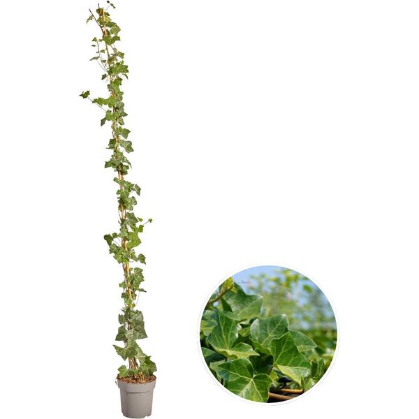 Hedera Hibernica - Edera - Hollyhocks-image