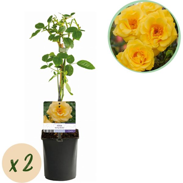 Rosa Rampicante Rosa Spring Queen - Giallo - Facile Da Curare - 2 Piante - 11Cm X H40Cm - Rose Profumate Per Giardino, Balcone E Terrazza-image