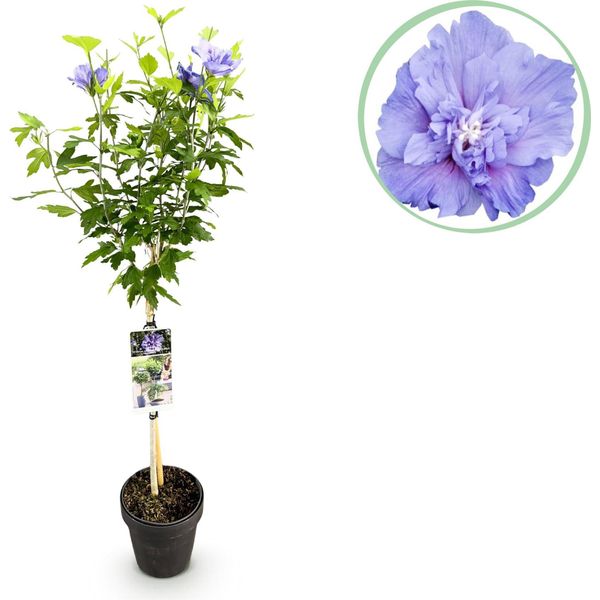 Greenboutiq - Pianta Da Giardino - Hibiscus Syriacus Blue Chiffon® - Pianta Standard - Pianta Da Terrazzo - Decidua - Facile Da Curare - Vaso 19Cm Altezza 90Cm-image
