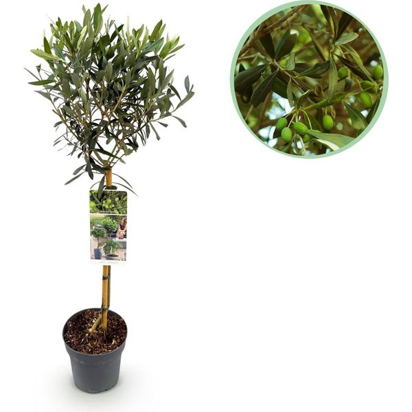 Greenboutiq - Pianta Da Giardino - Olea Europaea - Pianta A Stelo - Pianta Da Terrazzo - Sempreverde - Bassa Manutenzione - Vaso 19Cm Altezza 90Cm-image