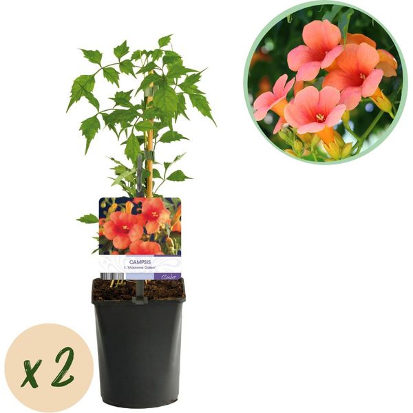 Trombetta Campsis Radicans Madame Galen - Fiori Arancioni - 2 Piante - 11 Cm X H40 Cm - Fino A 10 M - Facile Da Curare - Ideale Per Giardino, Balcone E Pergola-image