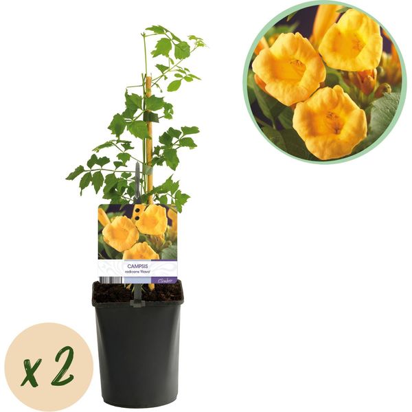 Green Boutiq - Campsis Radicans Flava - Fiore Giallo - Poca Manutenzione - 2 Piante - Vaso 11 Cm Altezza 40 Cm-image