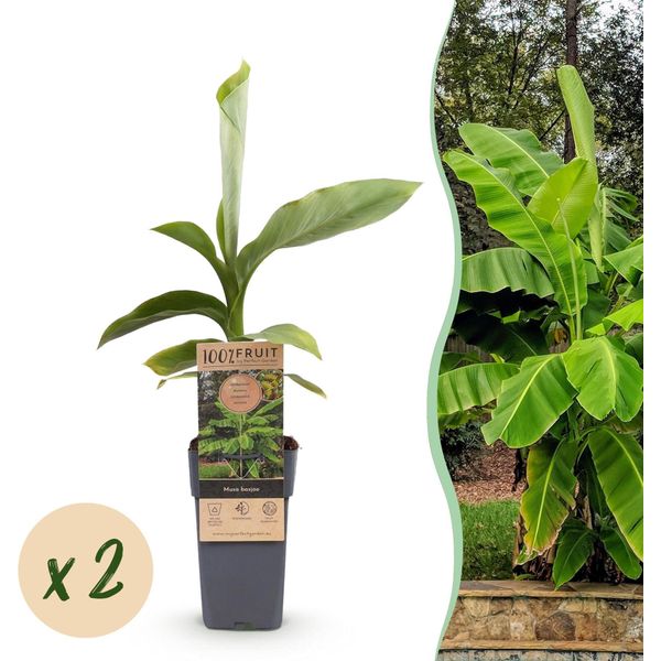 Banano Giapponese In Fibra - Musa Basjoo - Resistente - 2 Piante - Ø 15 Cm - Altezza Circa 50 Cm - Aspetto Tropicale E Frutti Commestibili - Facile Da Curare - Per Giardino, Patio E Balcone-image