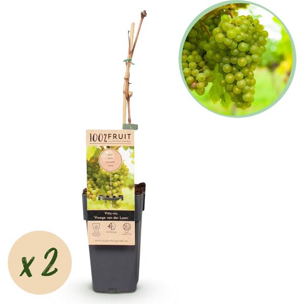 Greenboutiq - Pianta Da Frutto - Uva Bianca - Vitis Vinifera FrüHzeit Von Der Laan - 2 Piante - Vaso 15Cm Altezza 50Cm-image