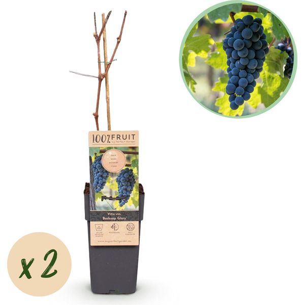 Greenboutiq - Pianta Da Frutto - Uva Blu - Vitis Vinifera Boskoop Glory - 2 Piante - Vaso 15Cm Altezza 50Cm-image