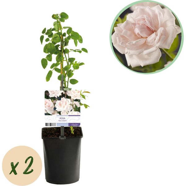 Rosa Rampicante Rosa New Dawn - Rosa Pallido - Bassa Manutenzione - 2 Piante - H11Cm X 40Cm - Rose Profumate E Resistenti Per Giardino E Patio-image