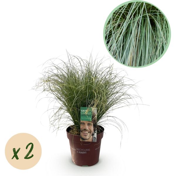 Greenboutiq - Erbe Ornamentali - Carex Comans Frosted Curls - Verde - 2 Piante - Sempreverde - Bassa Manutenzione - Vaso 17Cm Altezza 50Cm-image