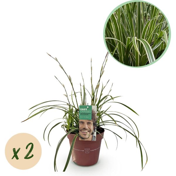 Greenboutiq - Erbe Ornamentali - Carex Morrowii Ice Dance - Bianco E Verde - 2 Piante - Sempreverde - Bassa Manutenzione - Vaso 17Cm Altezza 50Cm-image