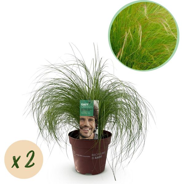 Delicata Erba Piuma Stipa Tenuifolia Pony Tails - 2 Piante - Ø17Cm - Sempreverde, Facile Da Curare E Resistente Alla Siccità - Altezza Circa 50Cm - Amante Delle Api E Versatile-image