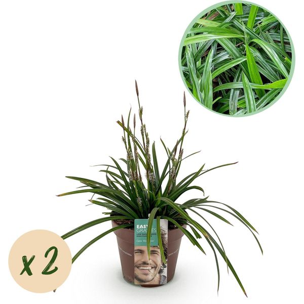Greenboutiq - Erbe Ornamentali - Carex Morrowii Irish Green - Verde E Giallo - 2 Piante - Sempreverde - Di Facile Manutenzione - Vaso 17Cm Altezza 50Cm-image